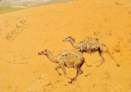 野骆驼图片