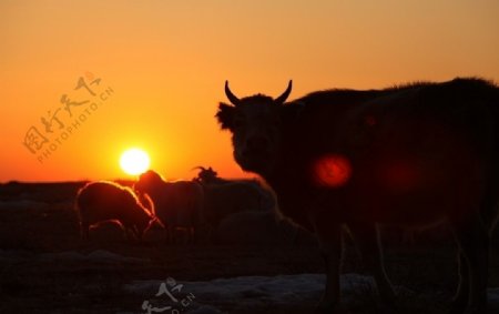牛欲夕阳图片