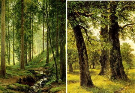 森林古树图片