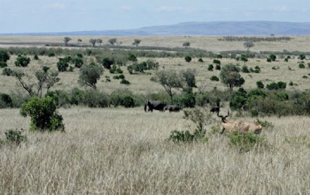 非洲草原风光图片