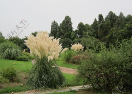 中山植物园图片