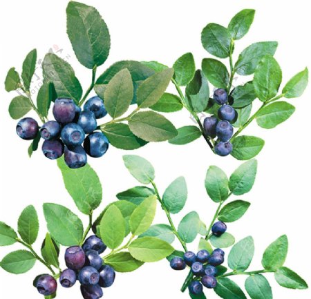 蓝莓素材图片