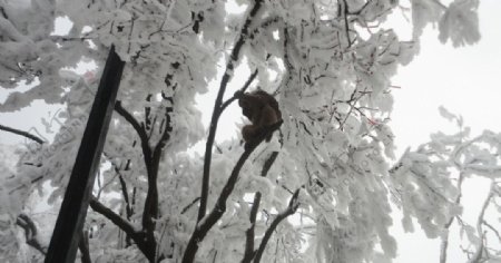 冬天的猴子图片