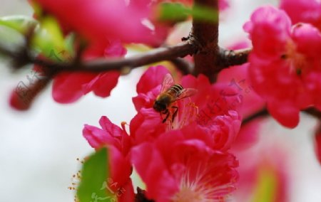 桃花绿叶蜜蜂图片