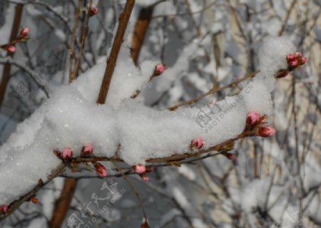 雪后花朵雪景图片
