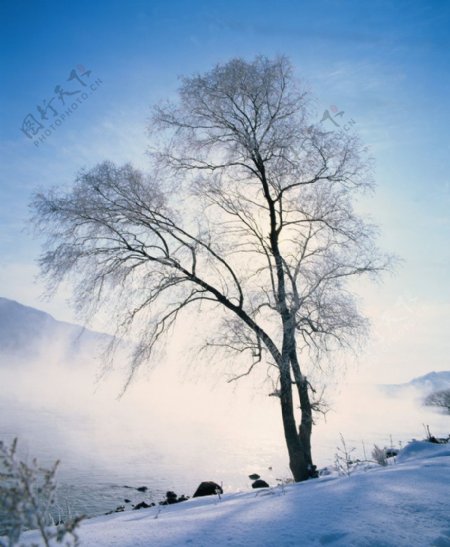 蓝天白雪枯树图片