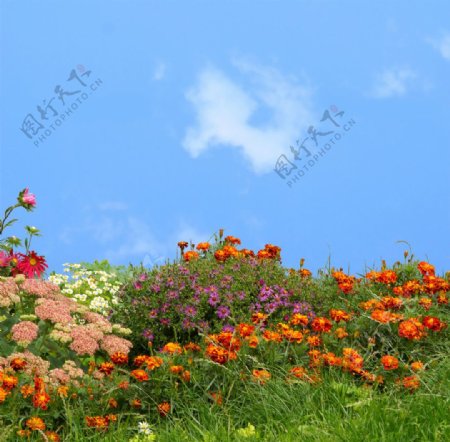 蓝天白云野草野花图片