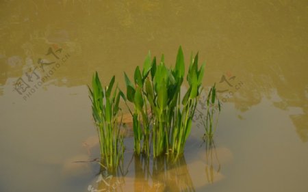 河中植物图片
