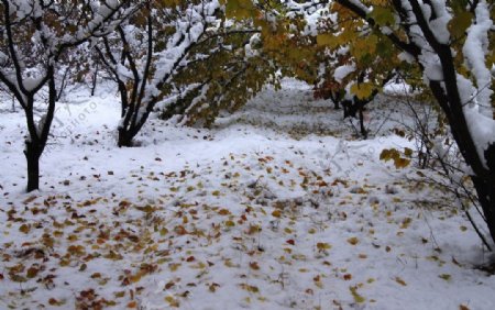 雪后图片