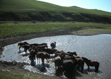 草原马匹河流图片
