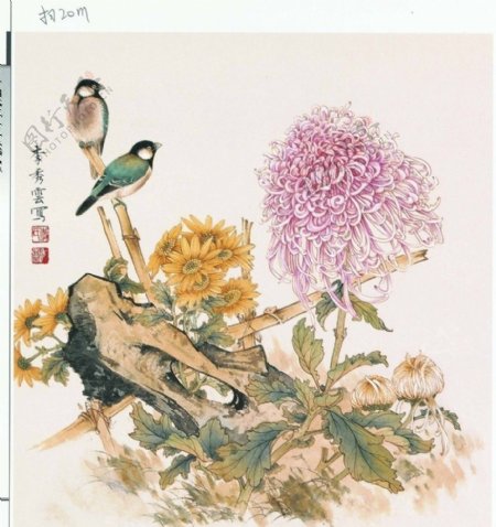 国画花鸟菊花图片