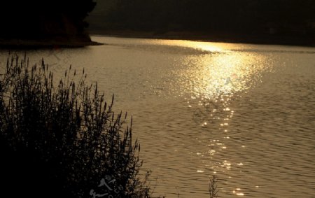湖面磷光图片