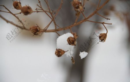 雪中的植物图片