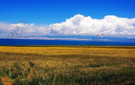 青海湖自然风光图片