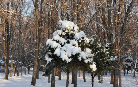 白雪的冬天图片