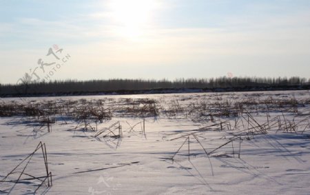 湿地雪景图片