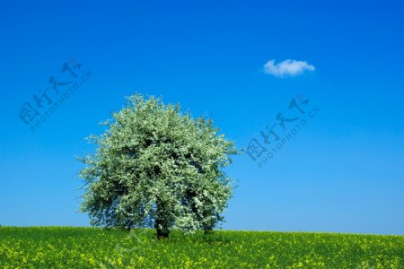 蓝天白云绿野草地大树图片