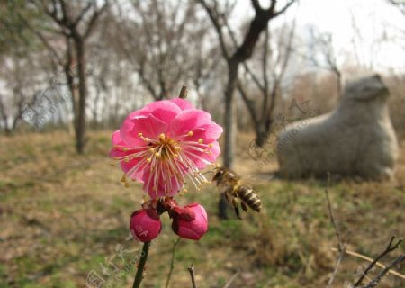 蜜蜂采蜜图片