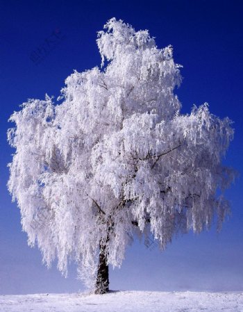 美丽的雪树图片
