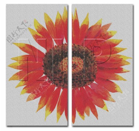 无框画菊花油画60厘米X60厘米图片