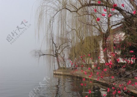杭州西湖二月桃花图片