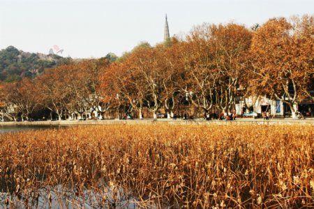 杭州西湖秋色图片