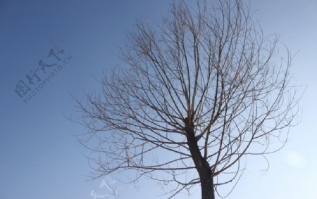 冬天枯树图片
