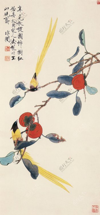 柿子山鸟图片