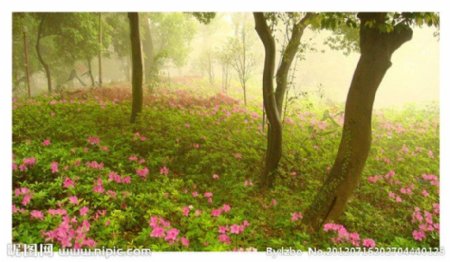 雾雨花丛图片