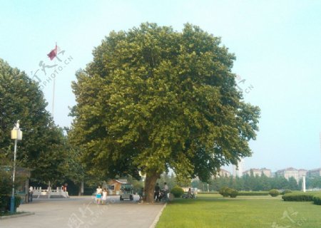 广场的大树图片
