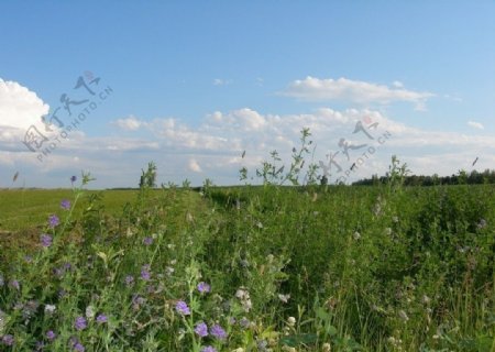 草地野花景色图片