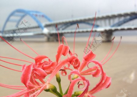 钱塘江复兴大桥图片