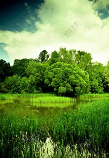 美丽风景树林湖水图片