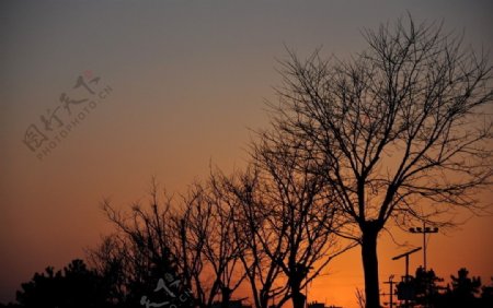 夕阳落日树木剪影图片