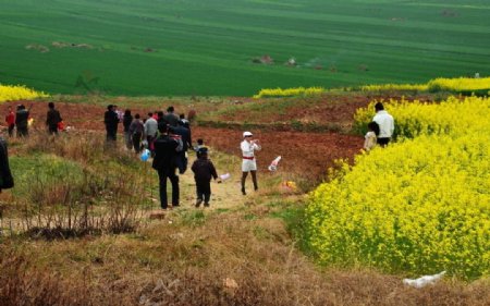 山野的菜花图片