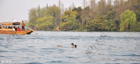 西湖中的野鸭图片