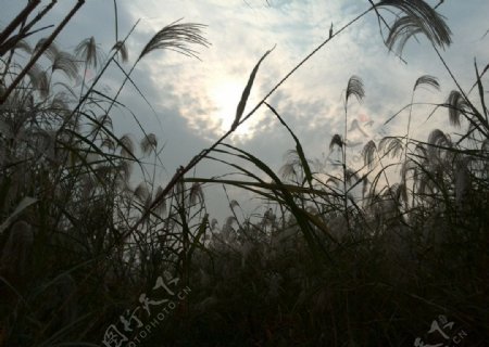 武汉江滩芦苇图片