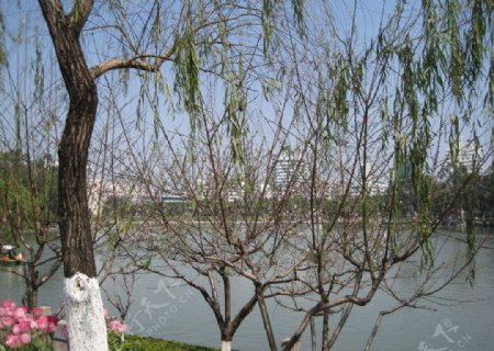 西湖春景图片