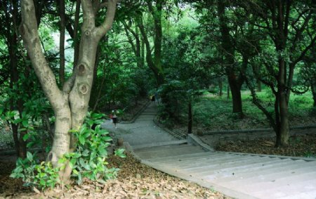武汉大学珞珈山林间小径图片