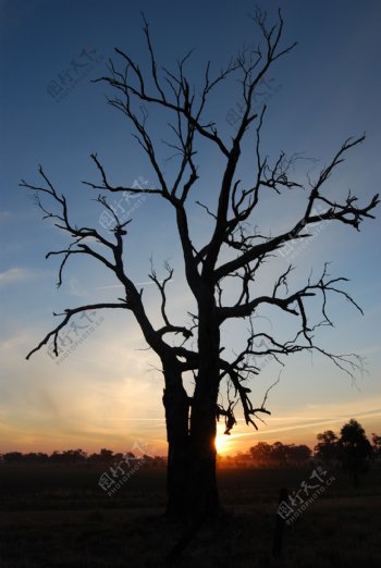 夕阳下的枯树图片