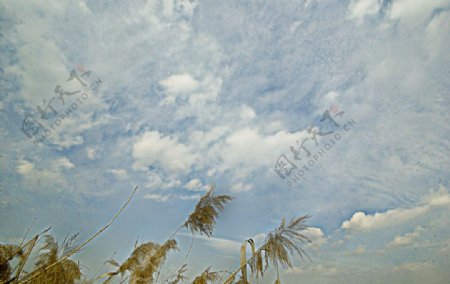 白云下的芦苇图片