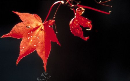 黑色背景红色枫叶特写微拍近景静物植物树叶图片