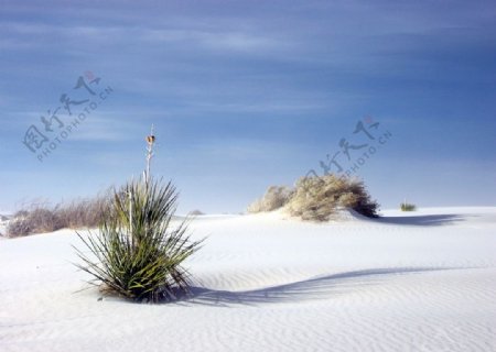白沙漠图片