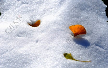 深秋瑞雪落叶图片