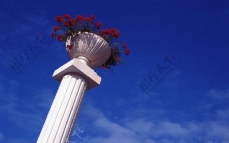 台柱上的玫瑰花图片
