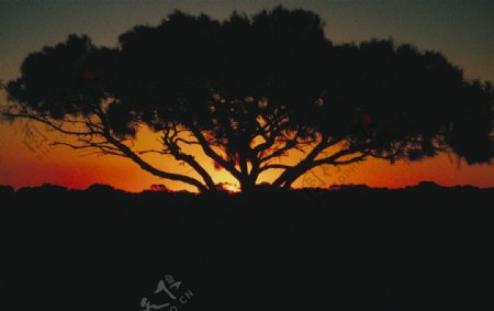 黄昏时候的松树图片