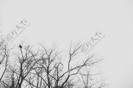 灰淡的树1图片