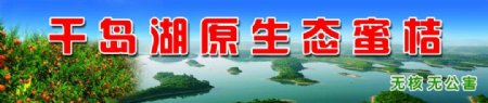 千岛湖蜜桔图片