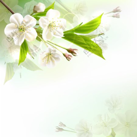 春天鲜花花卡图片