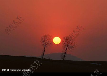 夕阳树木图片